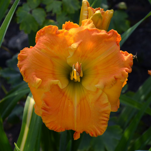 hemerocallis-n-y-nova-zahrada-nursery