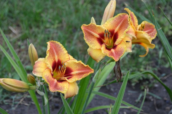 Mark's Bouquet (Agosta, 2006)
