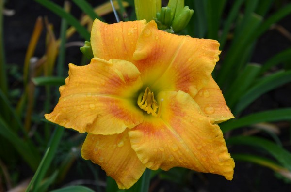 Smiltene (Bangieris, N/R)