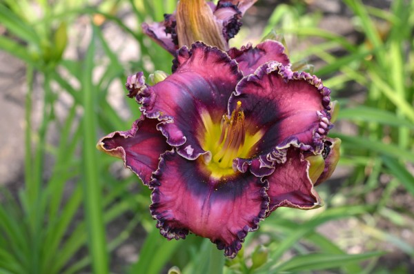 Very Berry Candy (Stamile-Pierce, 2010)