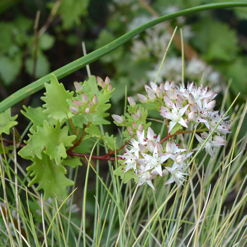 THÜGA Paletta per giardinaggio Trapiantatoio per piante colore verde -  Epoca Italpigeon Pet Shop